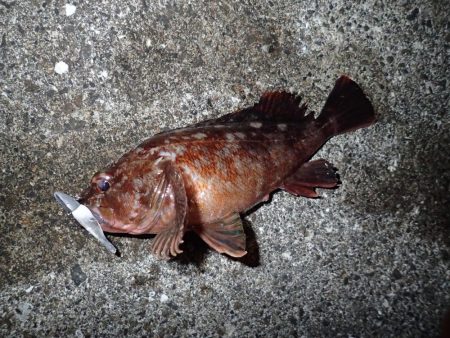 ライトワインドで爆釣の夜♪